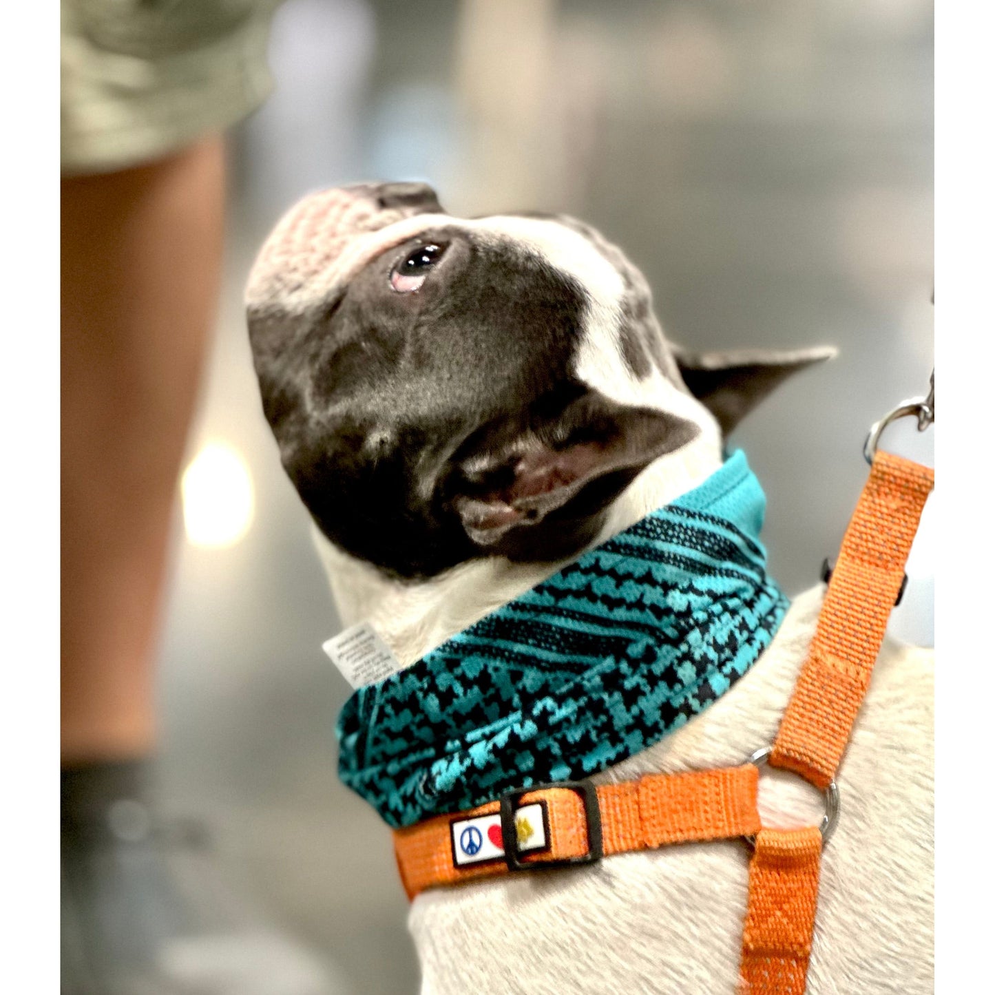 Black and white dog with teal scarf and orange harness, looking upward.