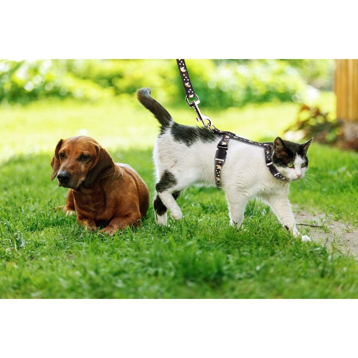 Premium Adjustable Cat Harness and Leash Set with Glow-in-the-Dark Features - Soft Nylon, Escape-Proof Design for Kittens and Small Animals (Black with Gold Moons and Stars)