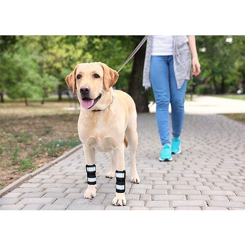 Yellow Labrador with leg braces walks on a paved path, led by a person in blue jeans and teal shoes.