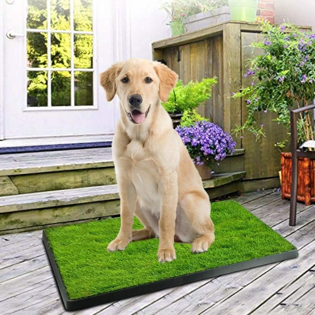 A dog sits on a green grass mat on a wooden deck, with potted plants and a door in the background.
