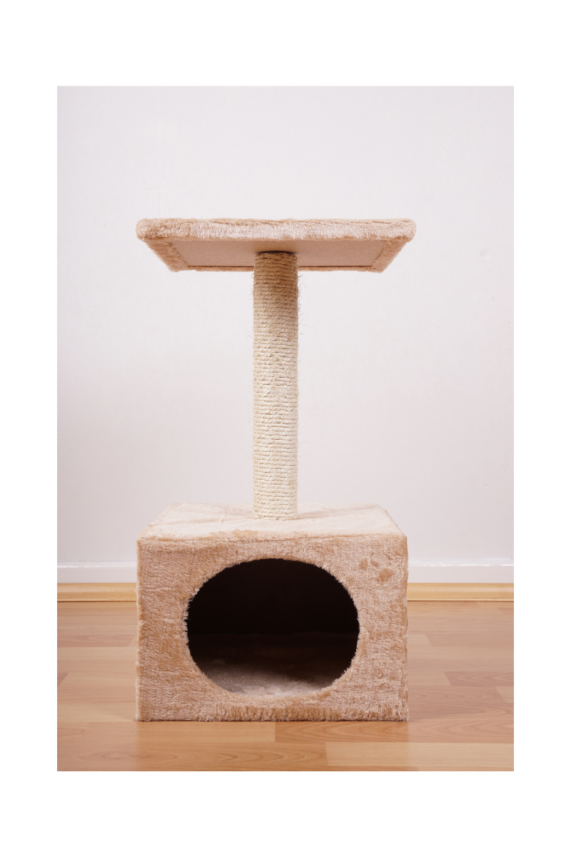 Cat Leisure
