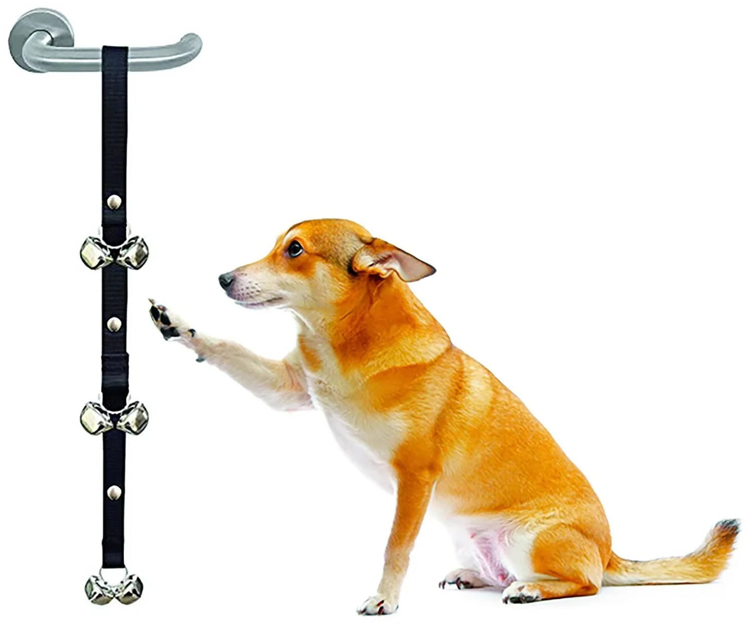 Companion Training Gear Collection