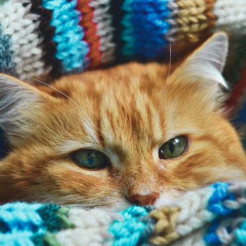 Meow Meow Collection