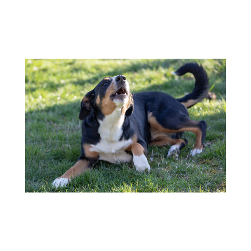 Barkin' Bargains Collection