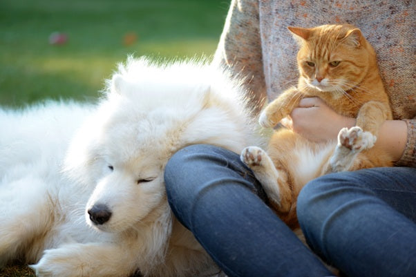 Pet Parent Gear