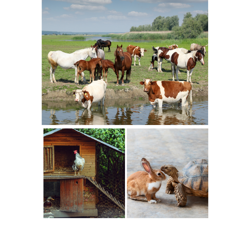 Barnyard Buddies  and More Collection