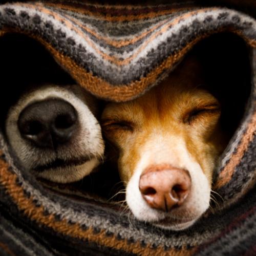 Woof Woof Collection