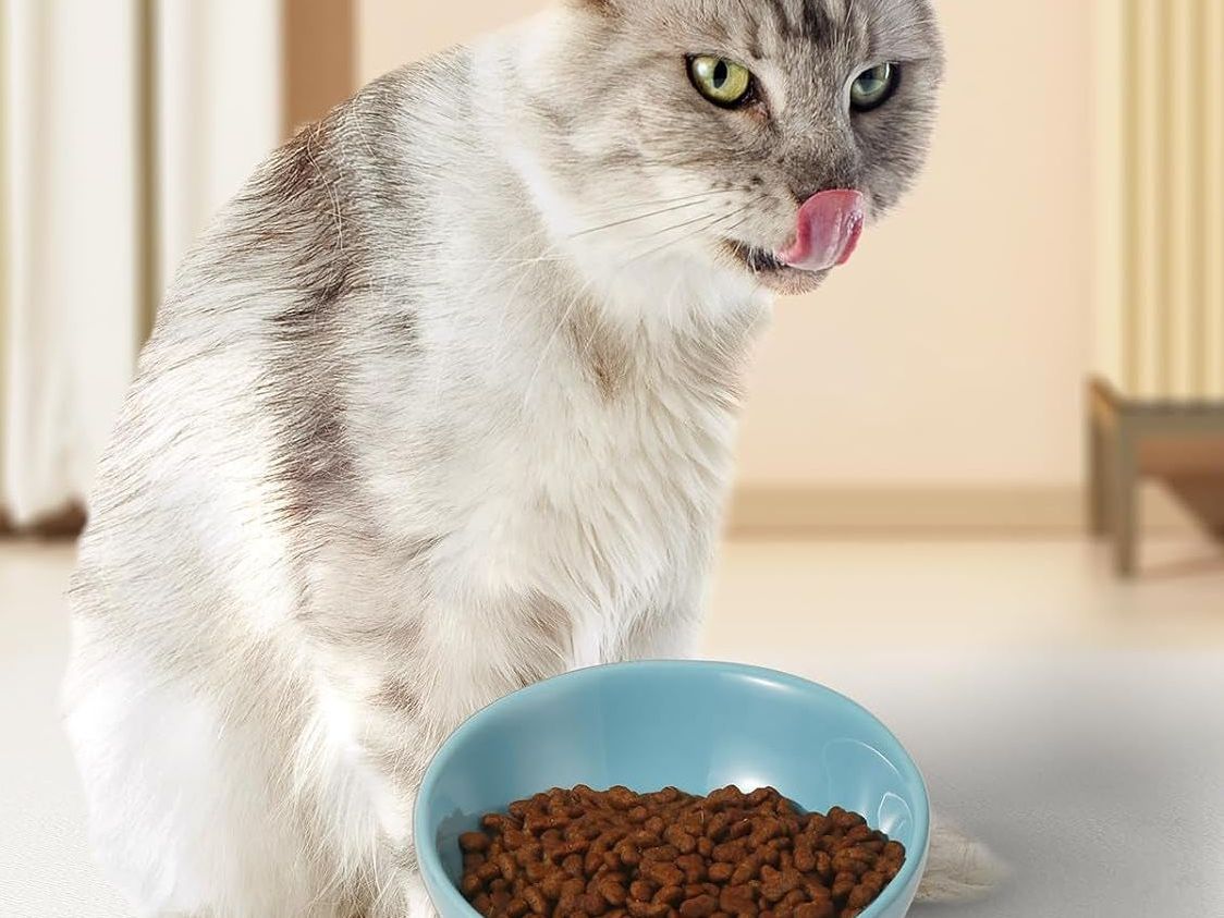 Ceramic Cat Food Bowl