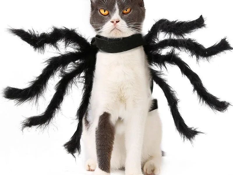 Cat Halloween Costume Cat Bat Wings - Pet Bat Costume Dress Costume Outfit Wing for Small Dogs Cats 2025 Newest Pet Halloween