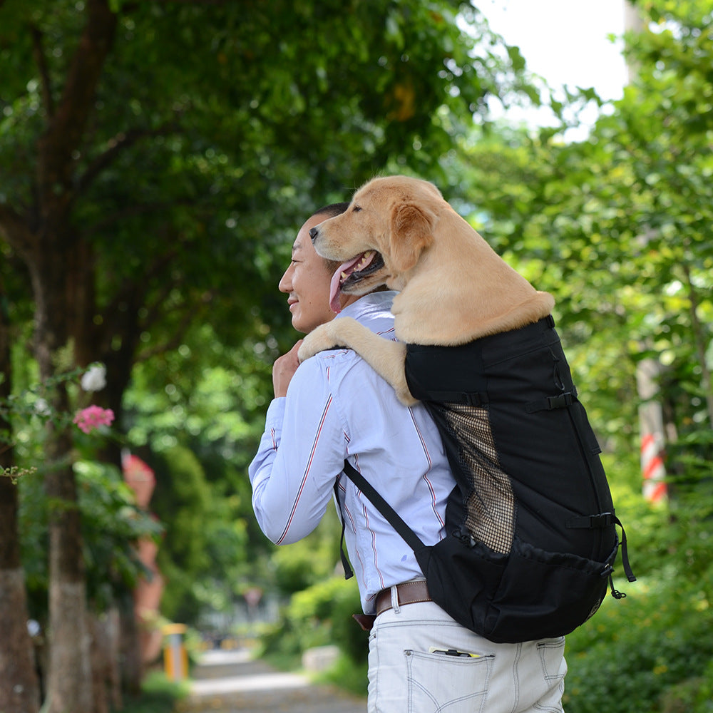 Man carrying a dog in a backpack on a tree-lined path, both looking content and surrounded by greenery.