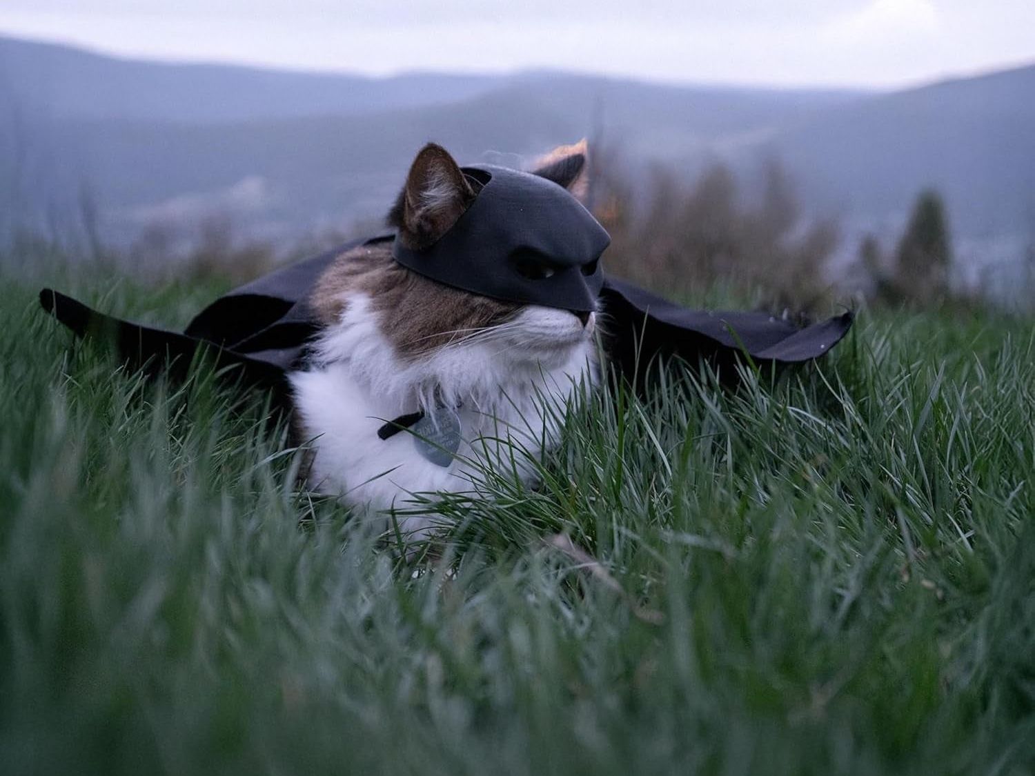 Black Bat Cat Costume with Cloak, Funny Bat Mask and Cat Cloak , Cat Outfit and Hoodie for Cosplay, Halloween, Cat Clothes and Accessories for Indoor Cats, Bat Cat Mask and Apparel, Superhero Easter Pet Costume (Big - Middle)
