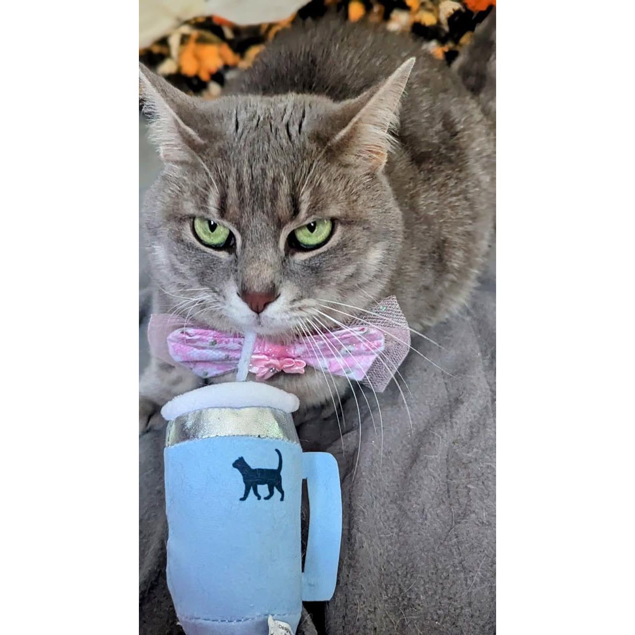 Gray cat with green eyes wearing a pink bow tie, holding a blue mug toy with a cat silhouette.