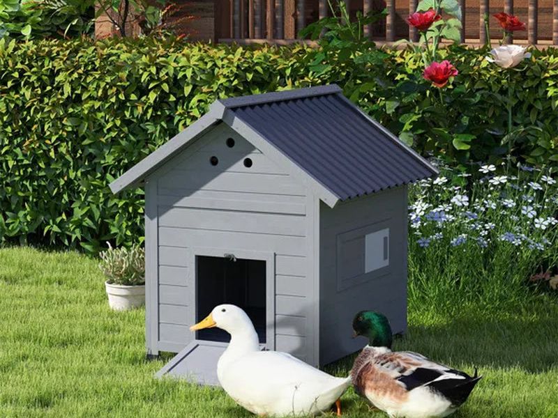 Duck House Pet House