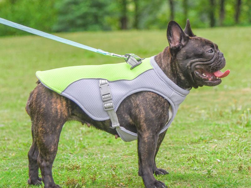 Summer Pet Dog Cooling Vest Heat Resistant Cool Dogs Clothes Breathable Sun-Proof Clothing for Small Large Dogs Outdoor Walking