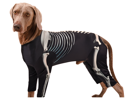 Spook-tacular Skeleton Pet Fashion for Halloween– Trendy & Stylish Pet Costume for Large Dogs