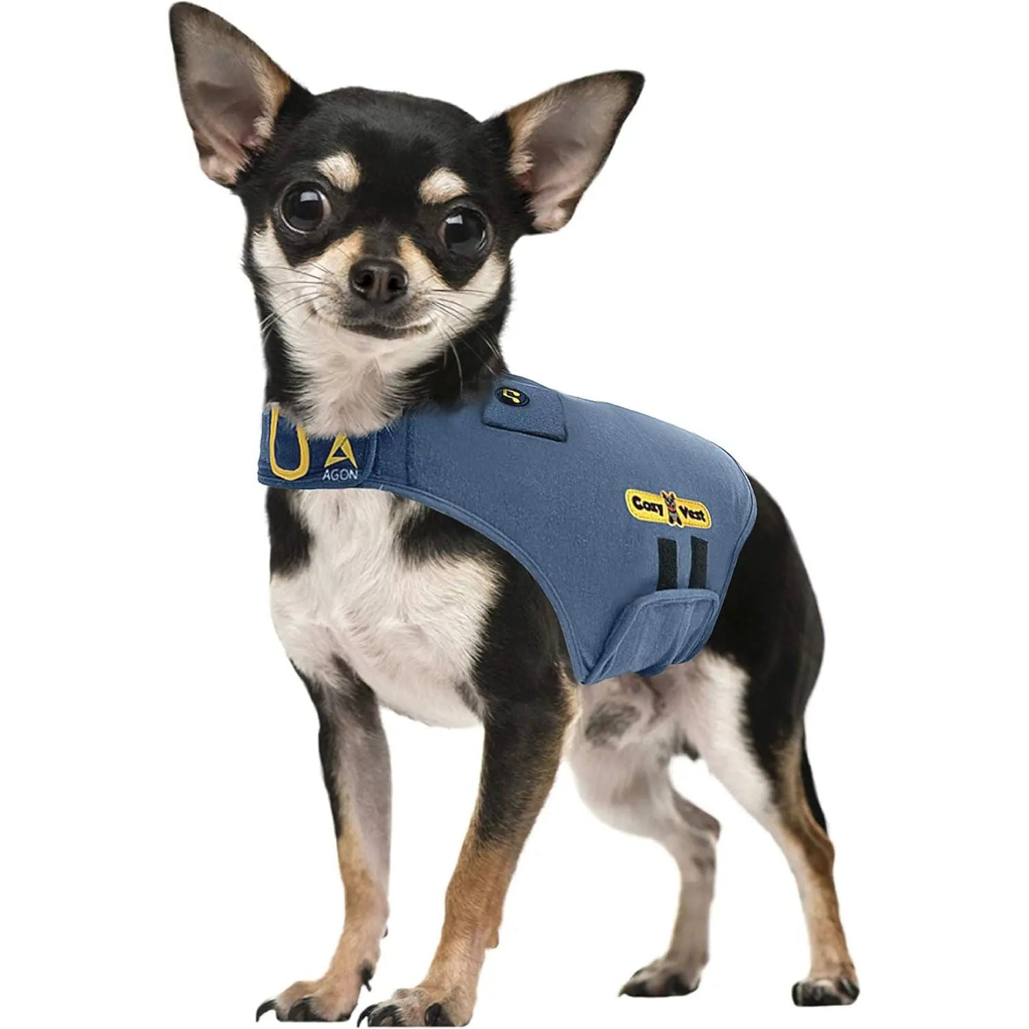 Chihuahua wearing a blue anxiety vest with yellow logo, standing on a white background.