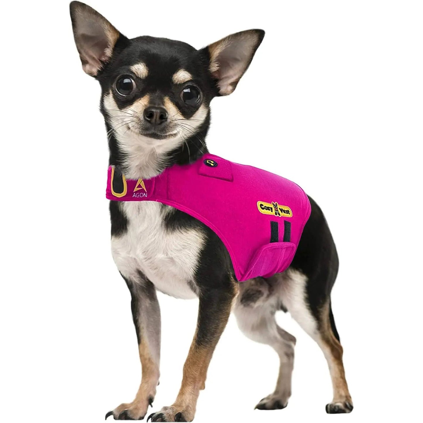 Chihuahua wearing a bright pink vest with black and yellow patches, standing on a white background.
