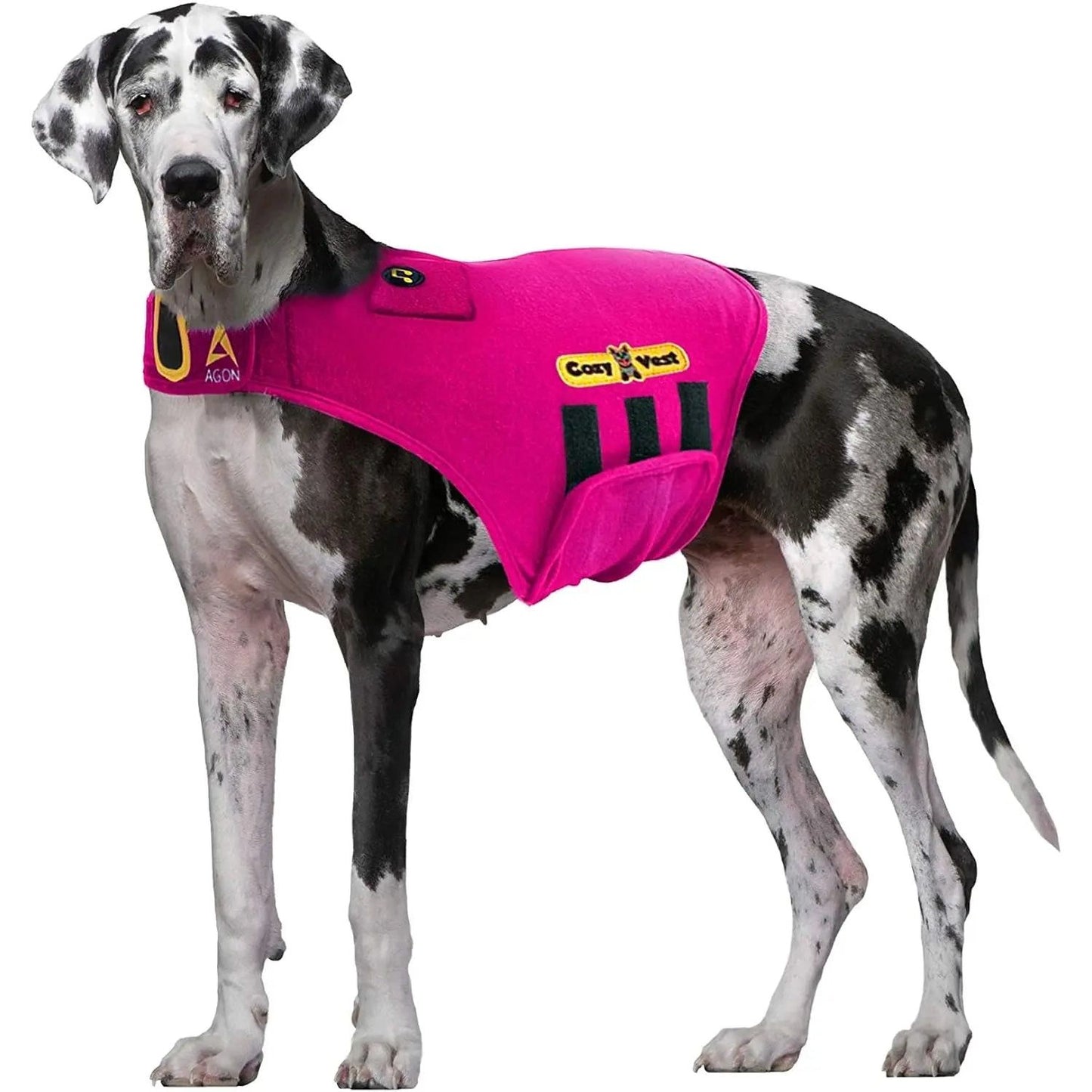 Great Dane wearing a bright pink vest with black accents, standing against a white background.