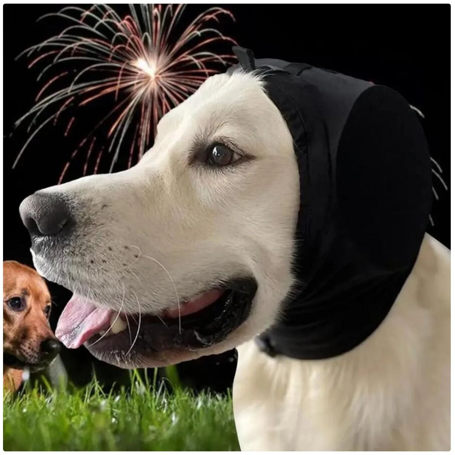Pet Ear Muffs - Noise Cancelling & Comfortable Headgear for Dogs