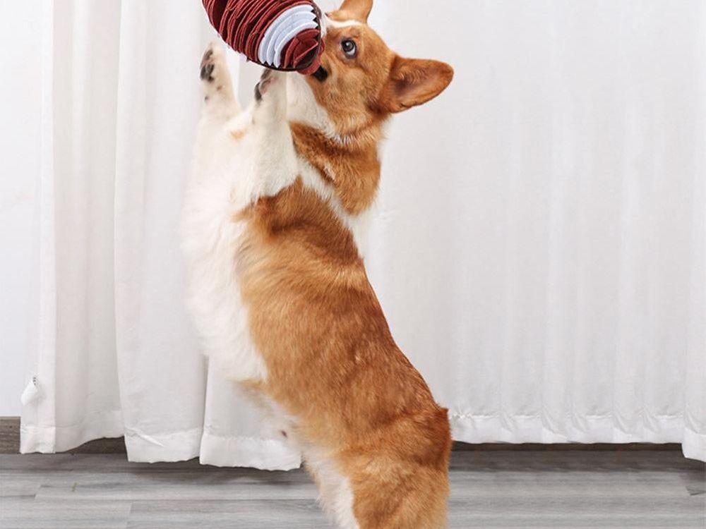 New Pet Football Plush Toy