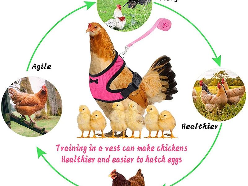 Adjustable Chicken Harness Leash Comfortable and Breathable Small Size Hen Pet Vest for Chicken Duck Goose Training Walking