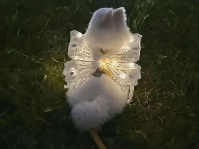 Dog Wings Glowing Butterfly Pet Back Decoration Creative Cute Pet Accessorie Dog Clothes for Small Medium Accessory Cat Supplies