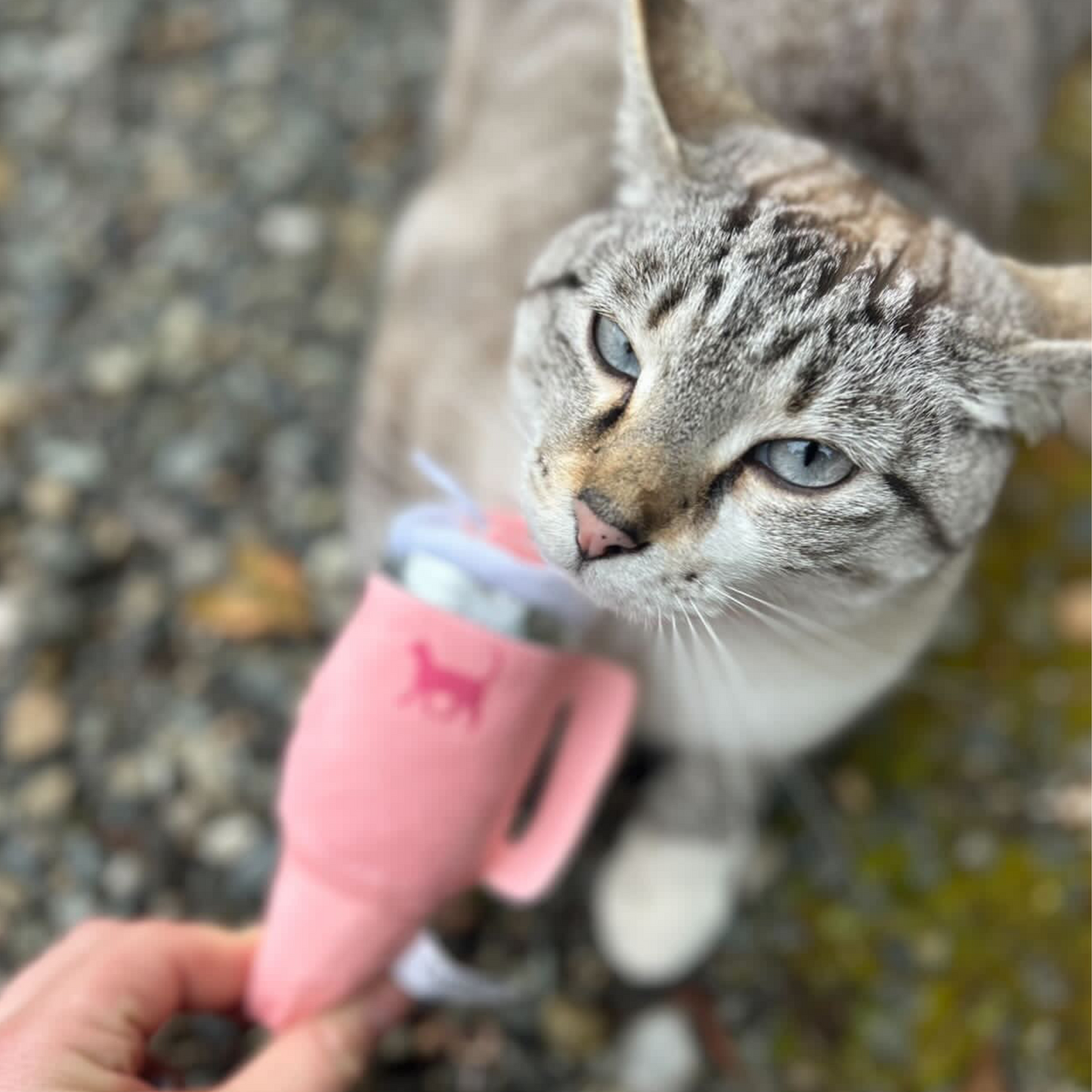 Gray tabby cat with blue eyes near a pink toy on a gravel and moss background.