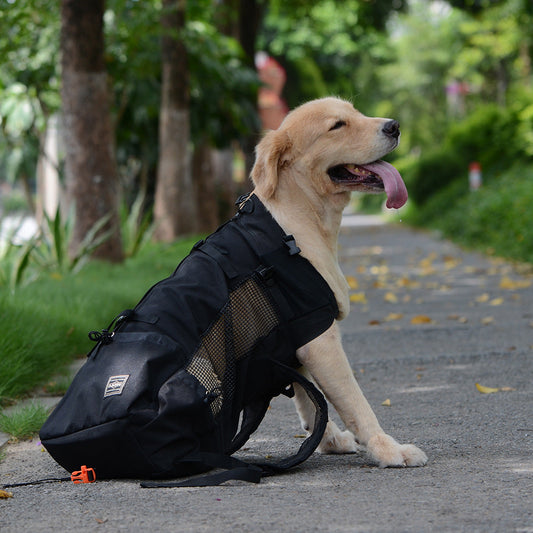 Golden retriever with a black backpack sits on a tree-lined path, tongue out, on a sunny day.
