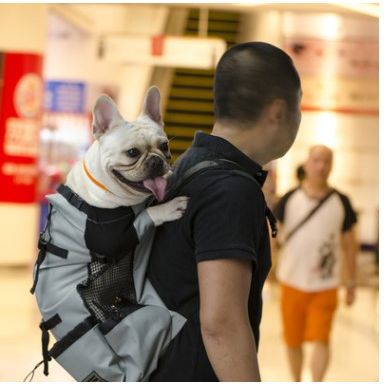 Man carrying a happy French Bulldog in a gray backpack inside a brightly lit shopping mall.
