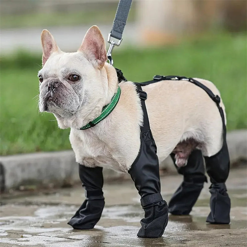 French Bulldog in black rain boots and harness, standing on wet pavement with green grass behind.