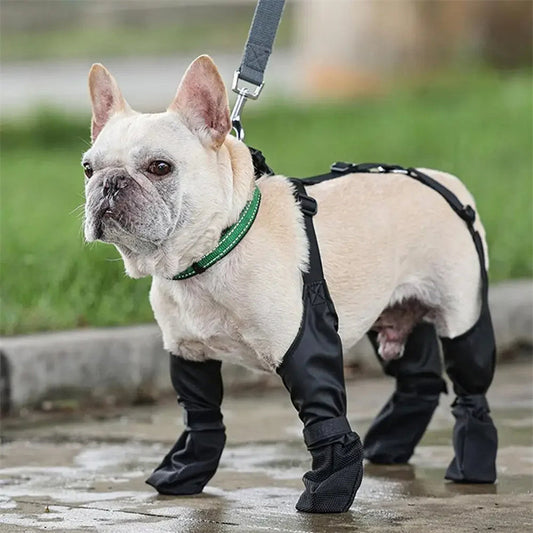 French Bulldog in black rain boots and harness, standing on wet pavement with green grass behind.