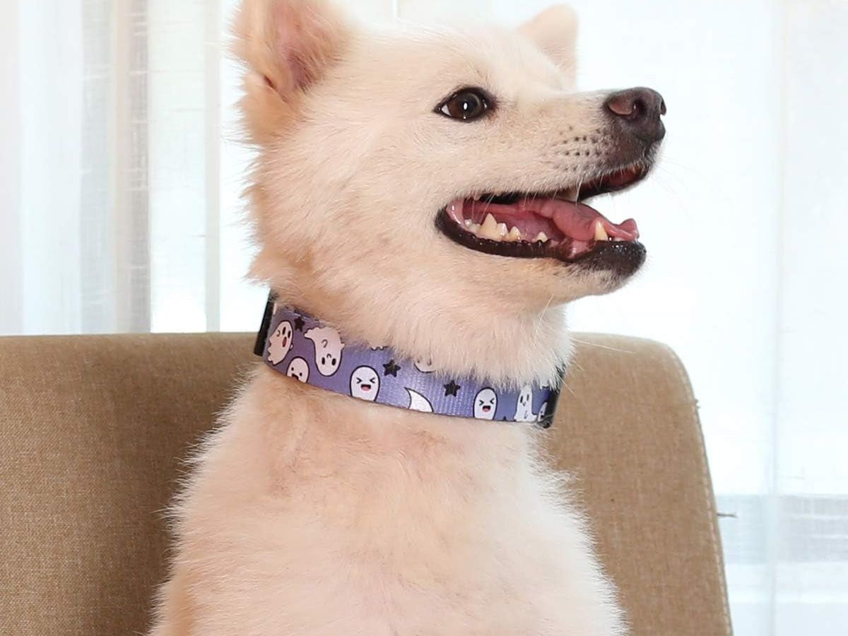 2-Piece Halloween Dog Collar and Ghost Leash Set - Adjustable and Cute Collars for Small, Medium, and Large Pets (Medium, Blue)