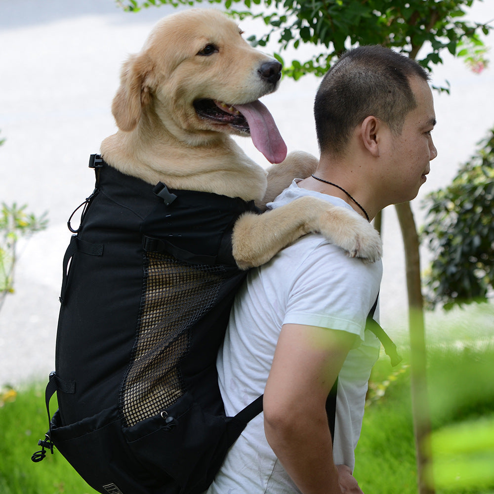 Man carrying a happy golden retriever in a black backpack, outdoors with greenery.