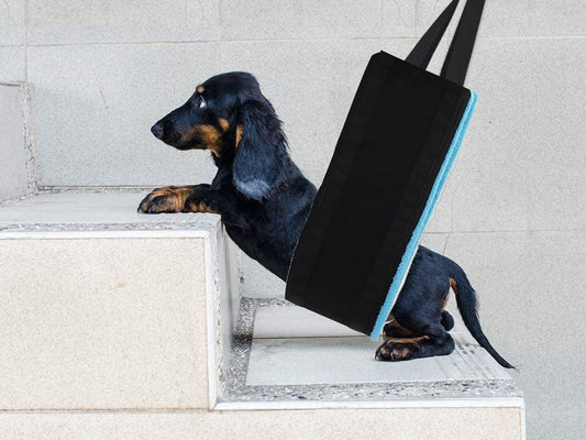 New Pet Products Dog Auxiliary Belt Pet Power