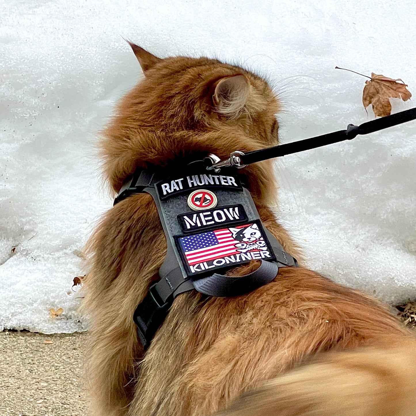 Orange cat in a harness with patches, standing on snow, looking away.