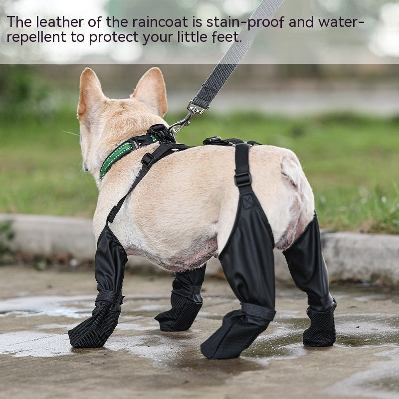 Dog in black waterproof pants and harness, standing on wet pavement with grass in the background.