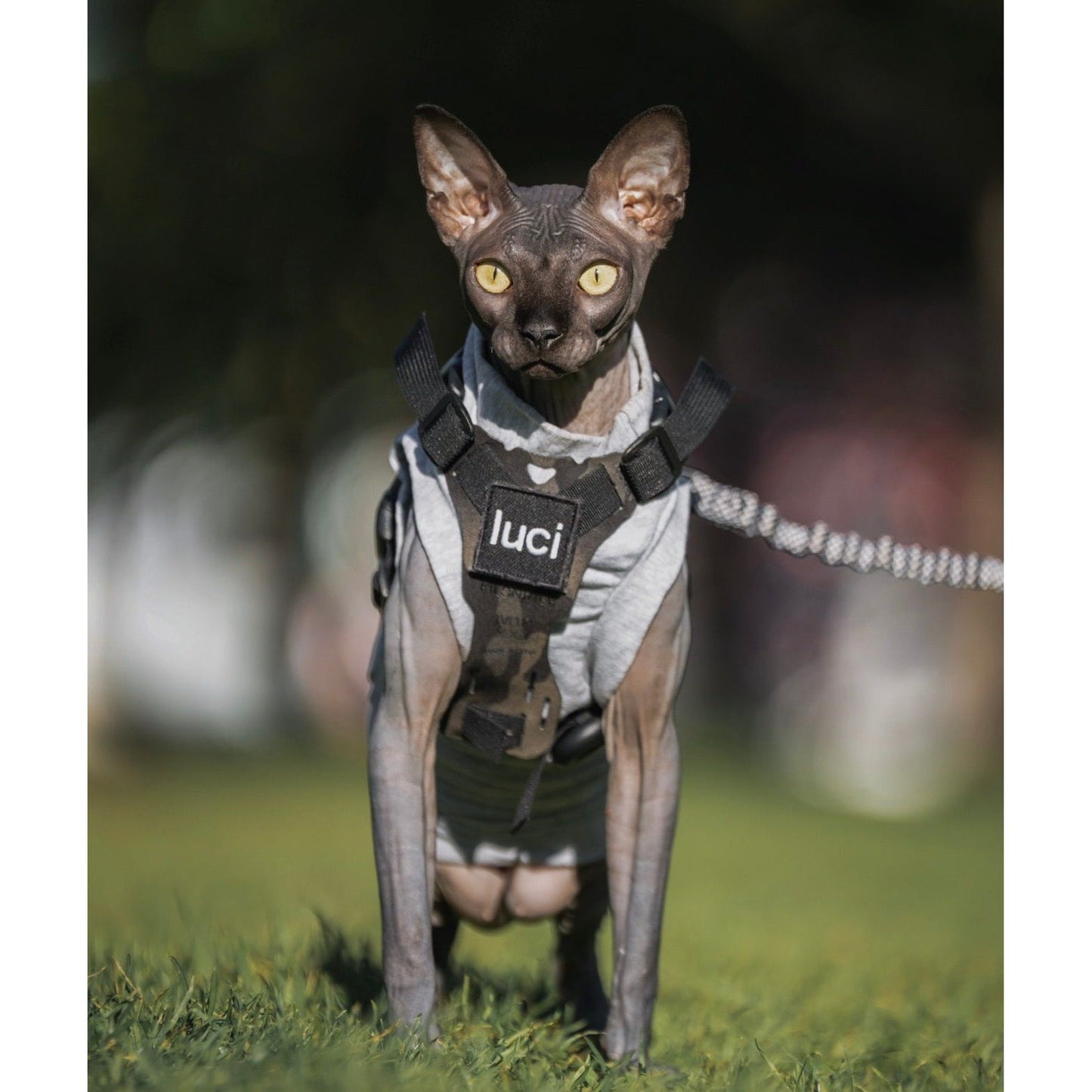 Hairless cat in a harness labeled "luci," standing on grass with a blurred background.