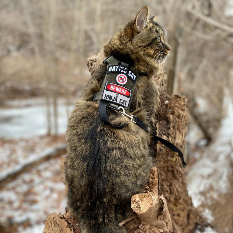 Tabby cat on tree stump wearing a harness labeled "Battle Cat" and "Beware of Ninja Cat."