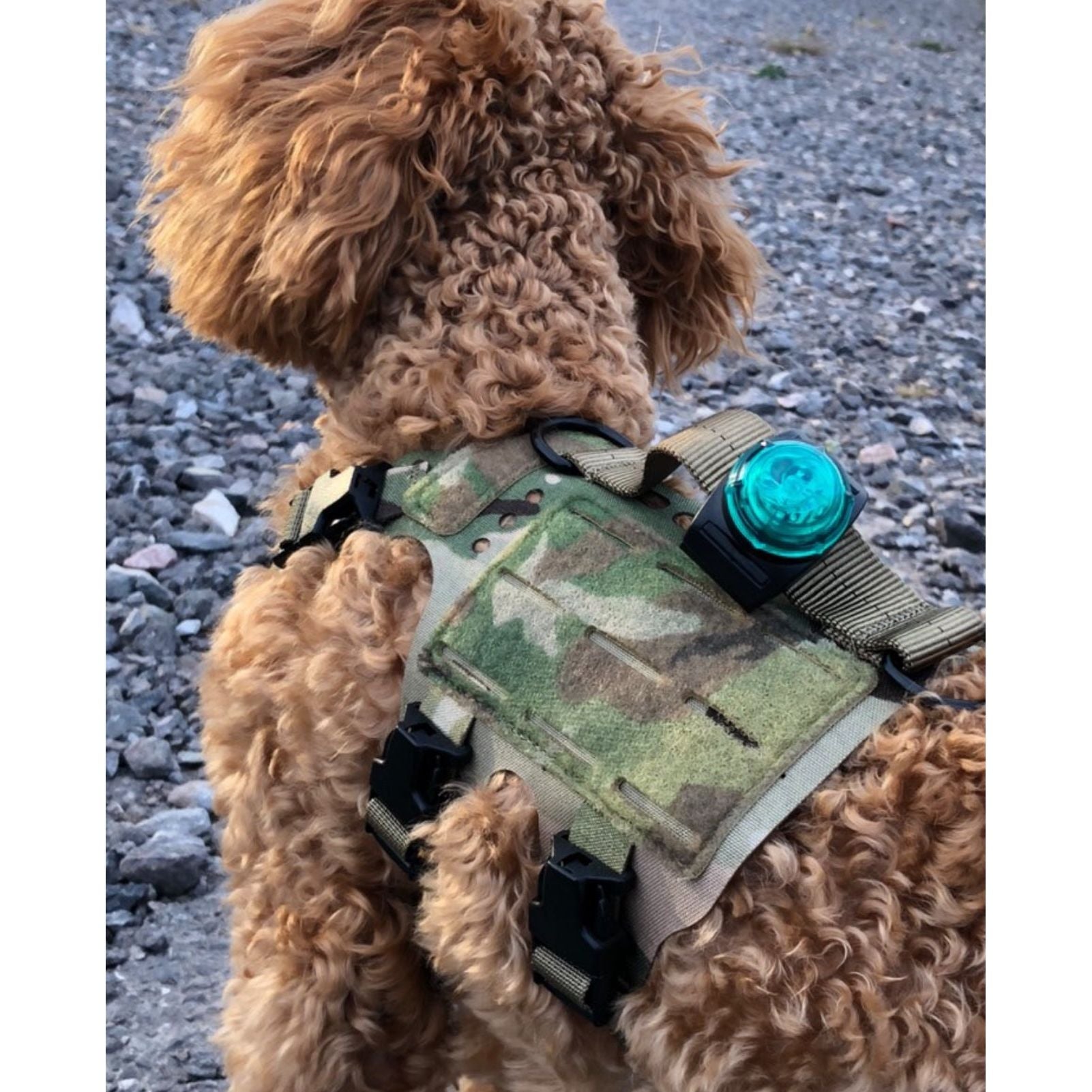 Curly-haired dog wearing a camo harness with a blue light, standing on rocky ground.