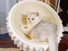 Luxury Eggshell Sisal Cat Nest – Cozy Hideaway & Scratch Board for Cats