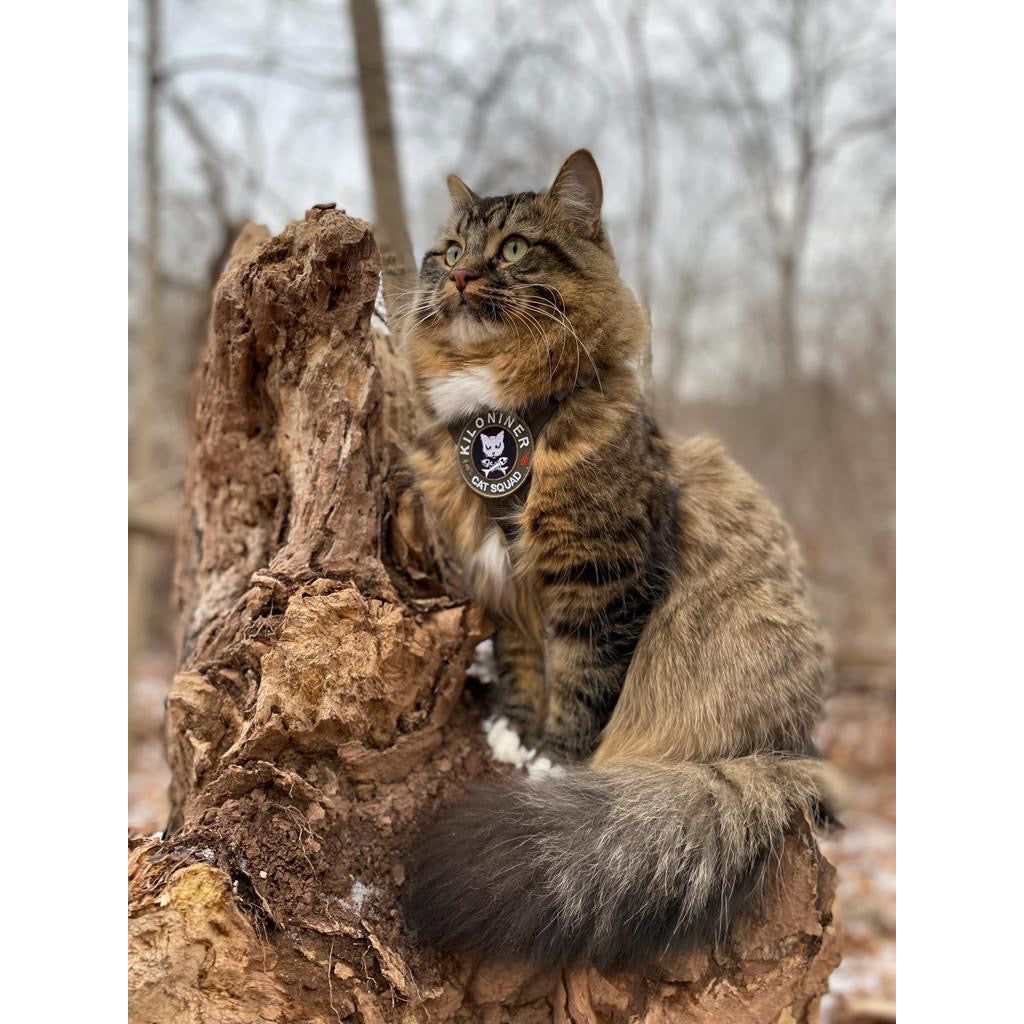 Fluffy cat with a badge sits on a tree stump in a forest, surrounded by bare trees.