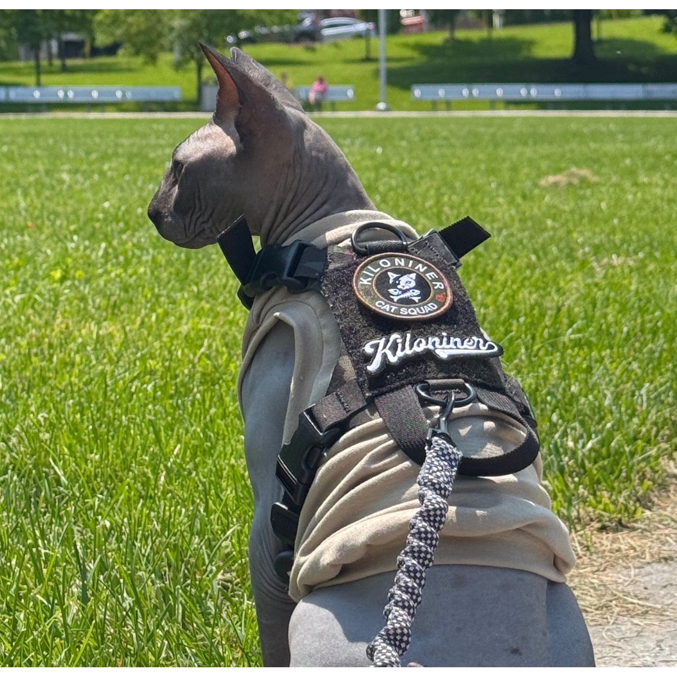 Sphynx cat in a harness with patches sits on grass in a sunny park.