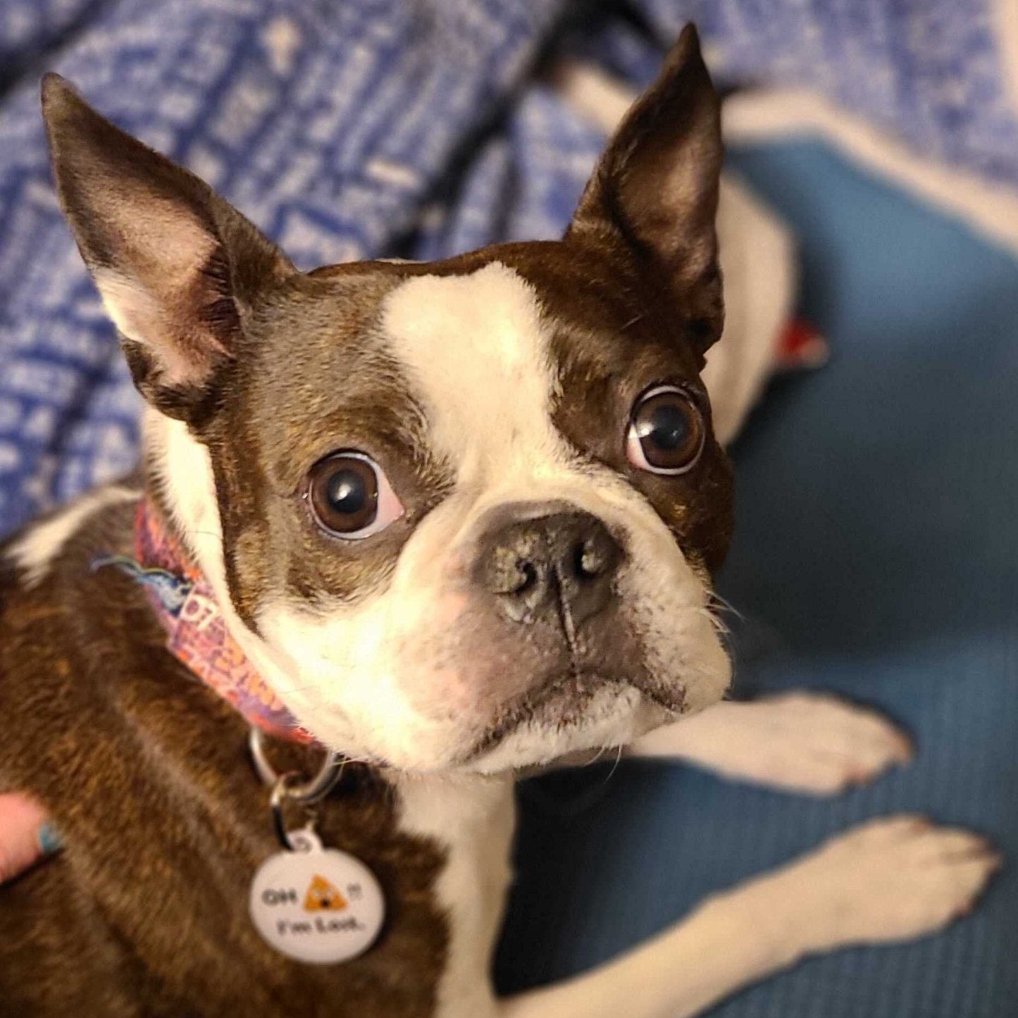 Brown and white dog with big eyes, wearing a colorful collar, sitting on a blue surface.
