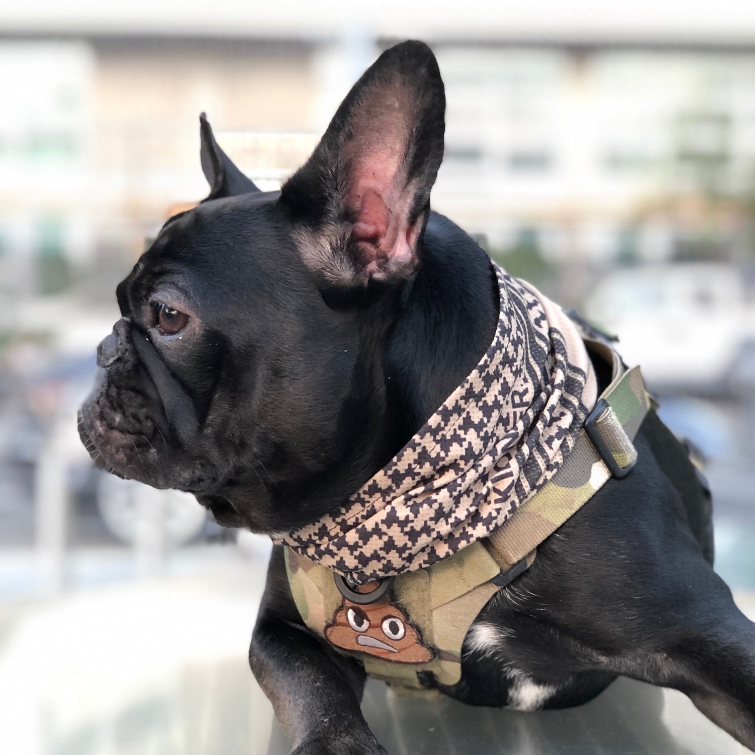Black French Bulldog wearing a patterned scarf and camo harness with a poop emoji patch.