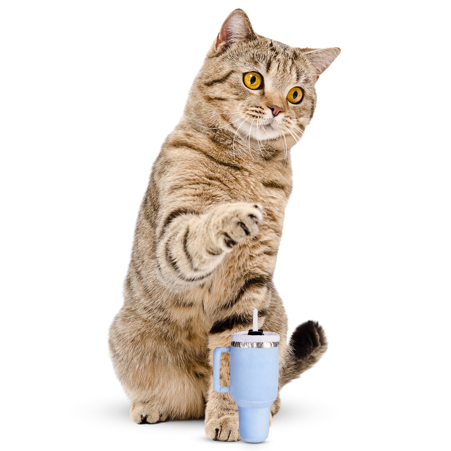 Tabby cat with yellow eyes, sitting upright, paw raised, next to a blue cup on a white background.