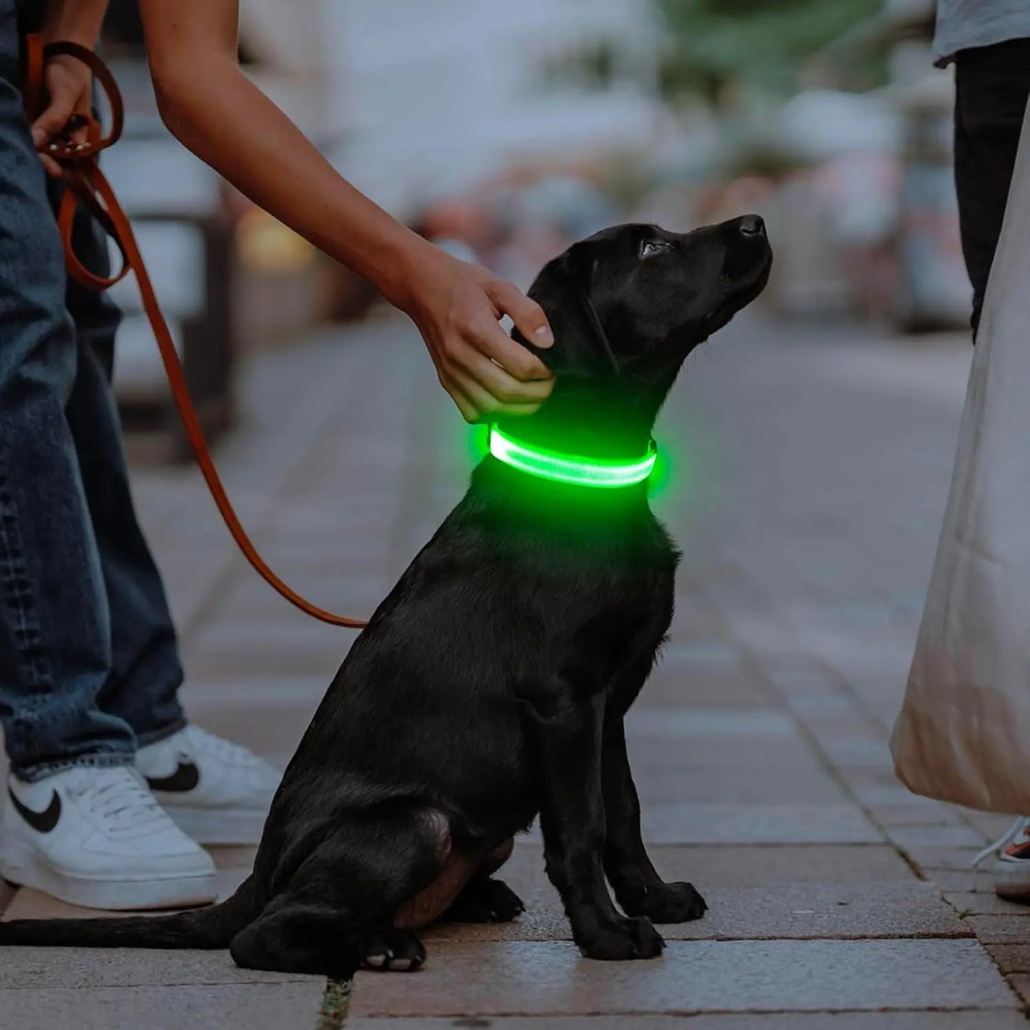 Black dog with glowing green collar sits on a sidewalk, held by a person with a leash.