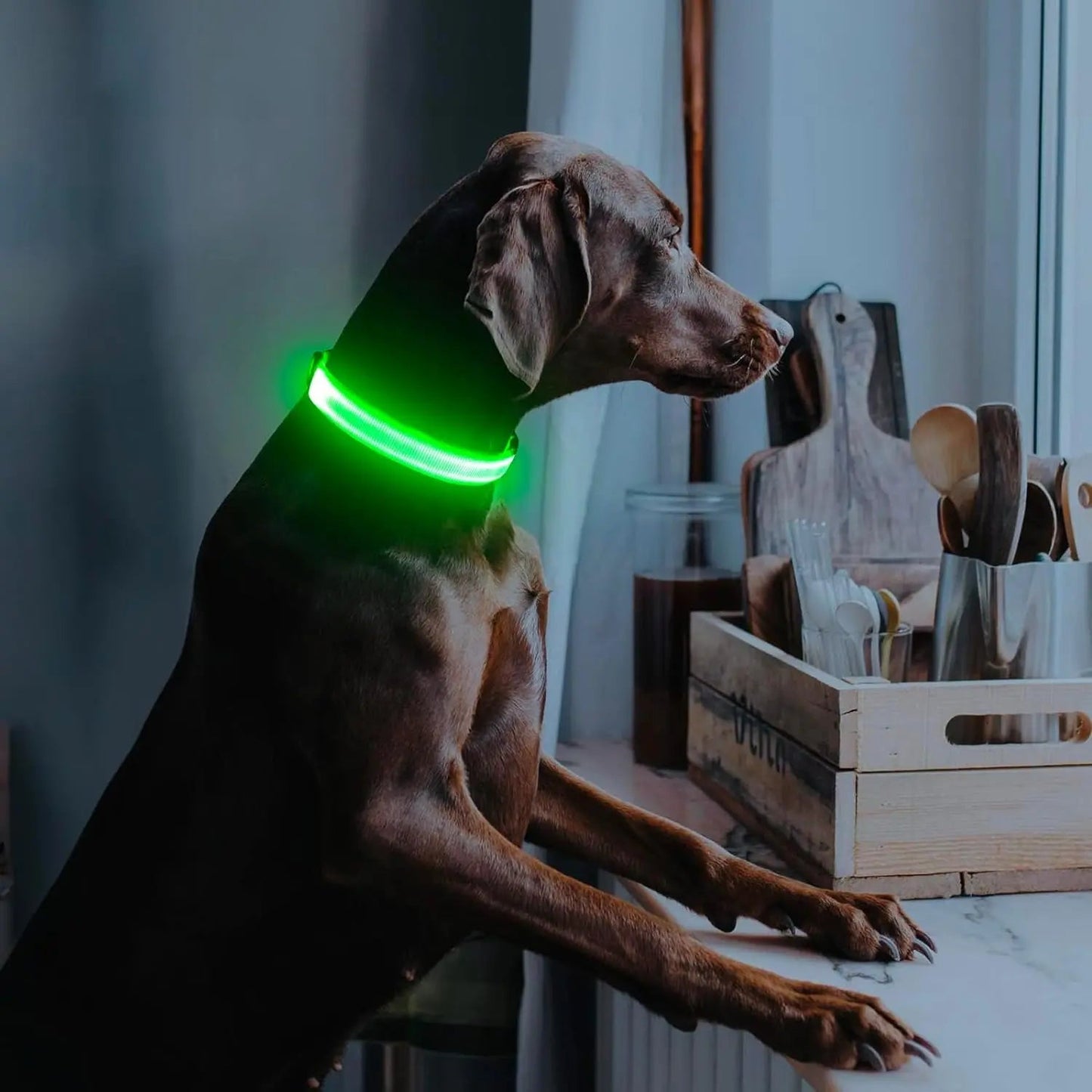 Brown dog with a glowing green collar looks out a window, paws on a marble counter.