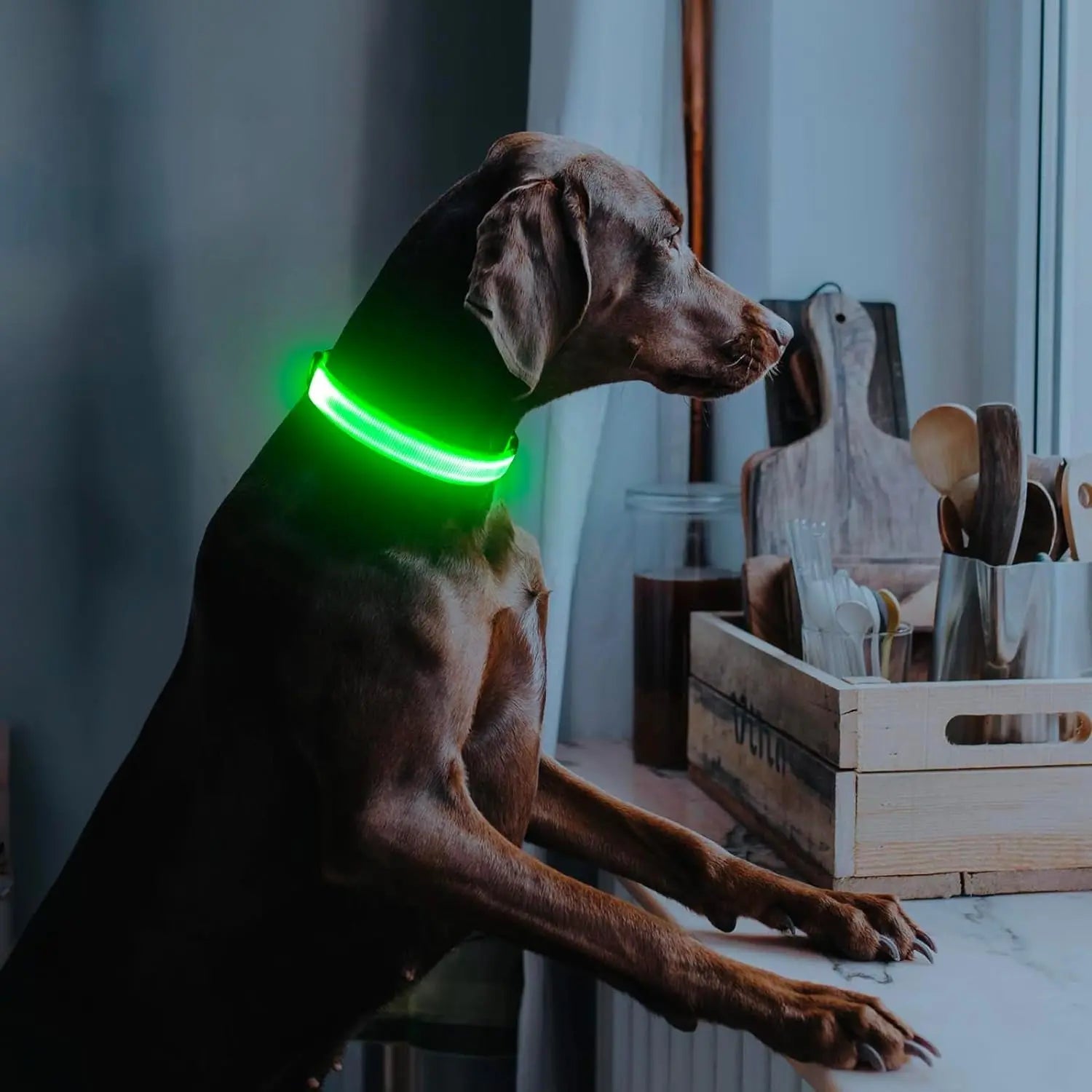 Brown dog with a glowing green collar looks out a window, paws on a marble counter.