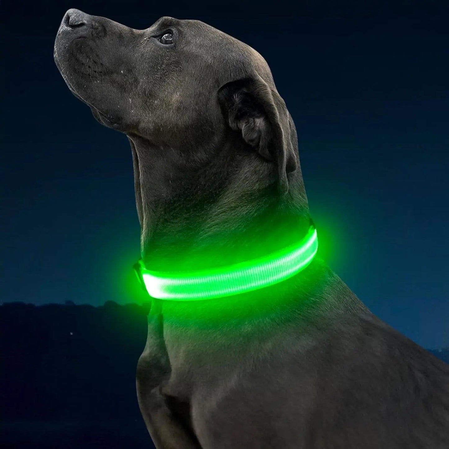 Dog wearing a glowing green LED collar against a dark blue night sky.