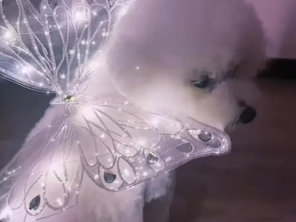 Glowing Butterfly Wings – Pet Costume for Small Dogs & Cats